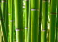 12-bambous
